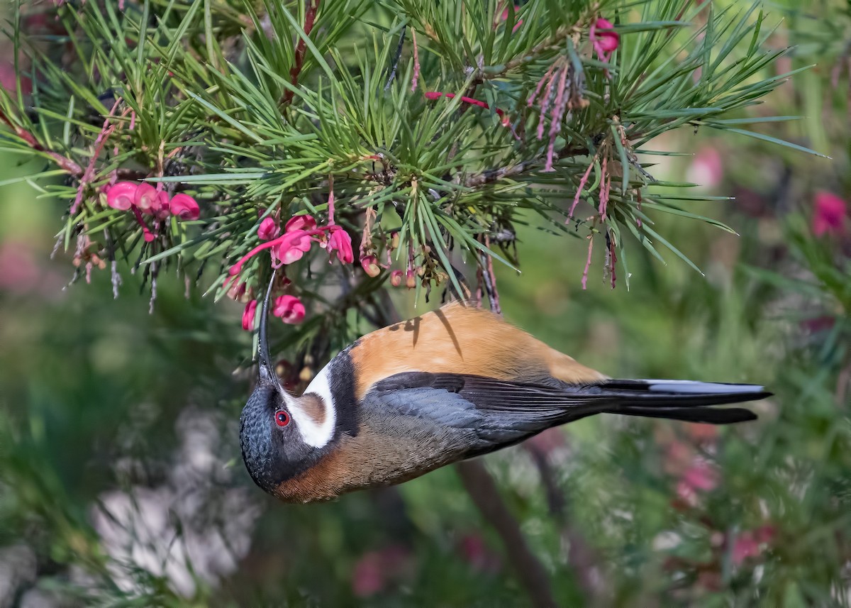 Eastern Spinebill - ML172576011