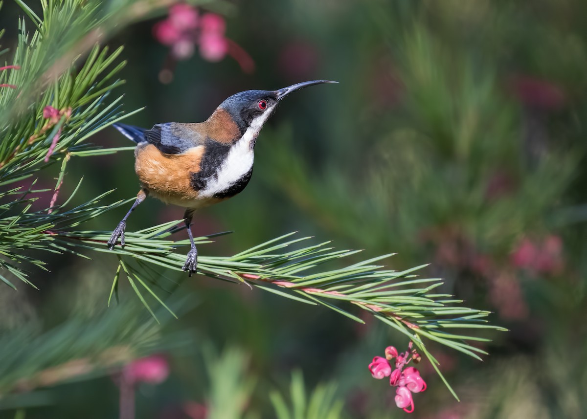 Eastern Spinebill - ML172576071