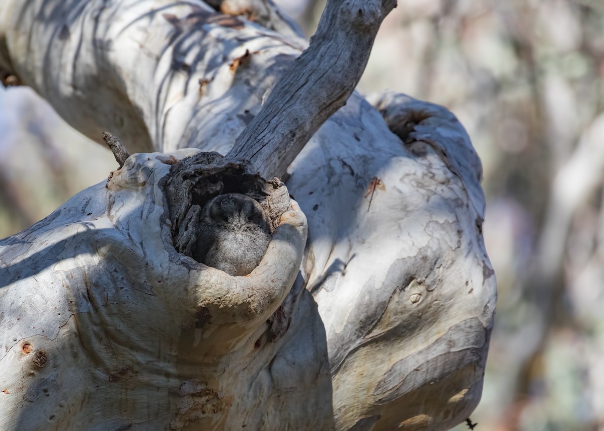 Australian Owlet-nightjar - ML172576111