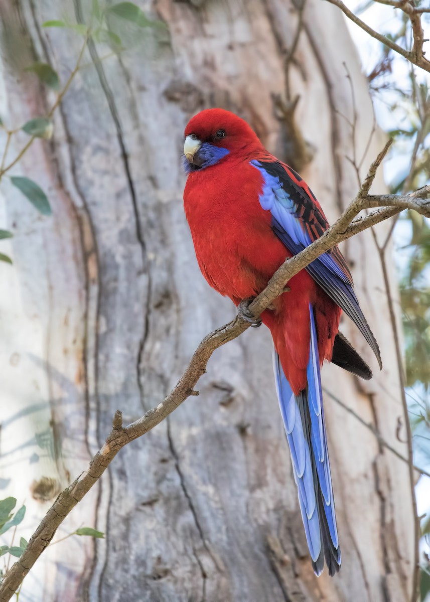 Crimson Rosella - ML172576121