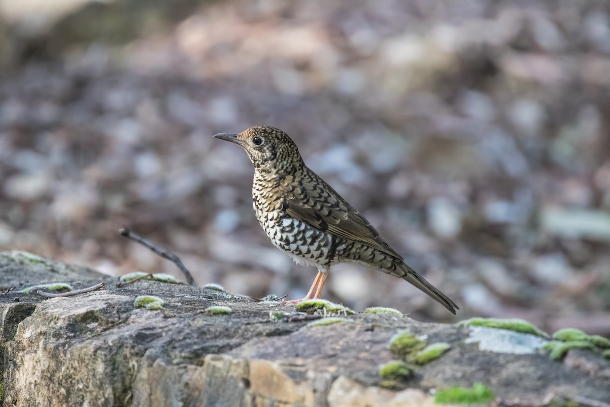 Bassian Thrush - ML172576131