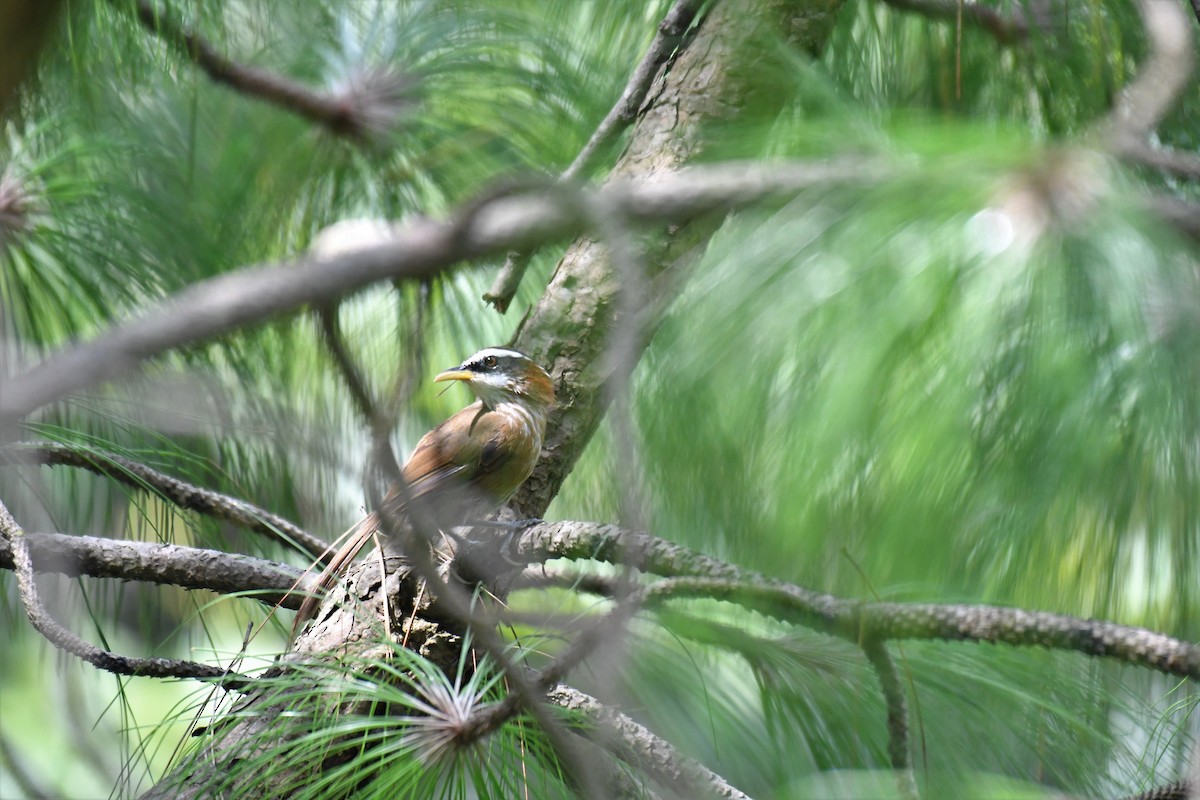 Streak-breasted Scimitar-Babbler - ML172577381