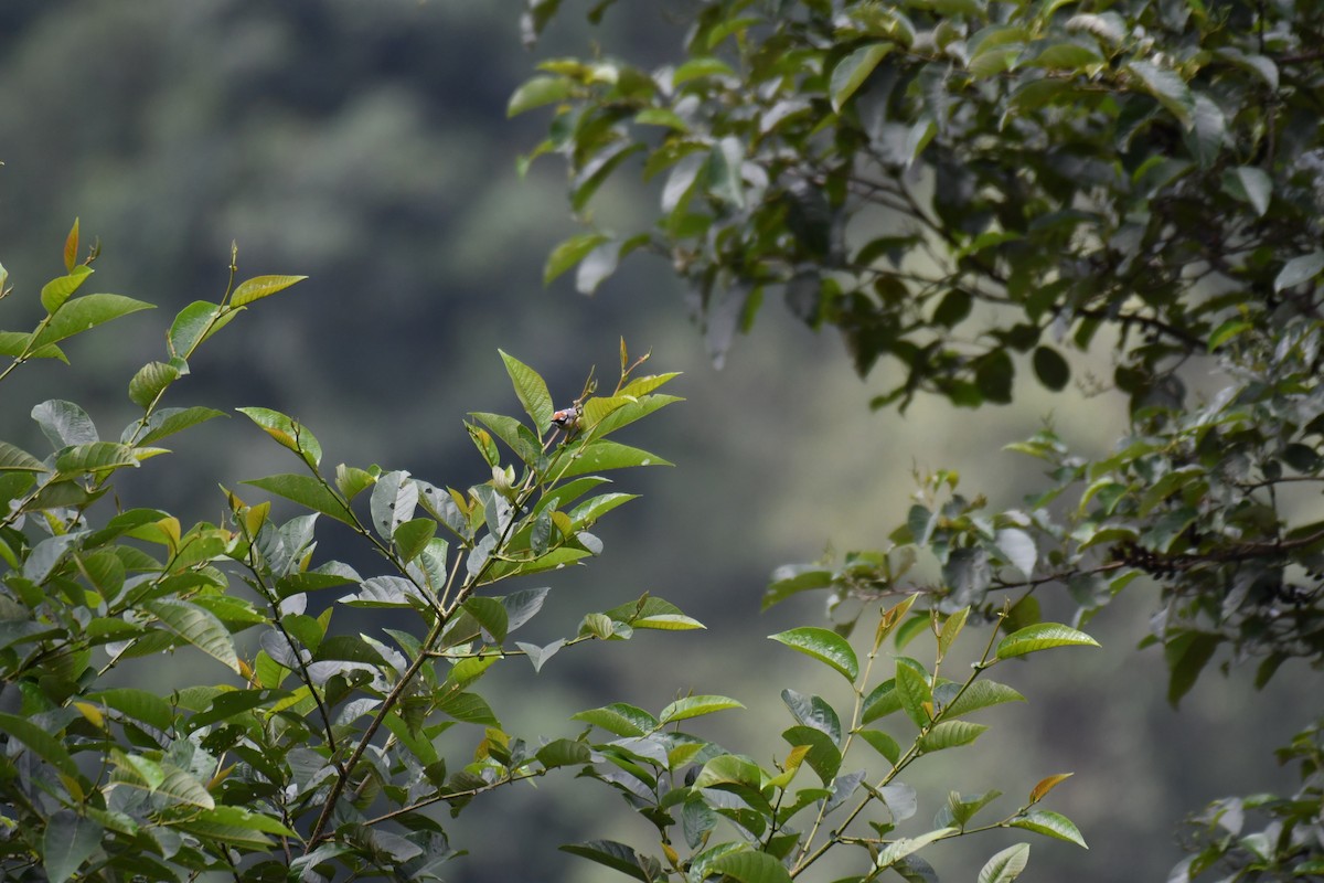 Black-throated Tit - ML172577781