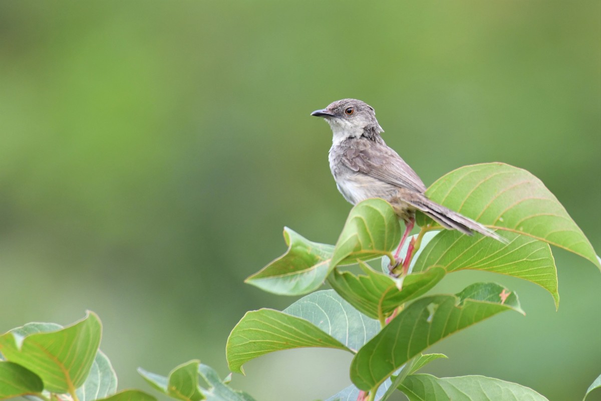 Himalayan Prinia - ML172579181