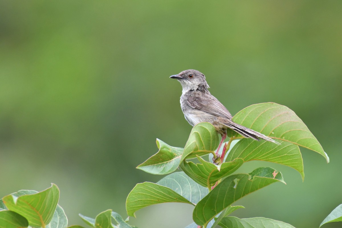 Himalayan Prinia - Ian Hearn