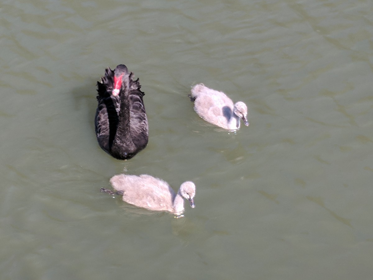 Black Swan - ML172579501