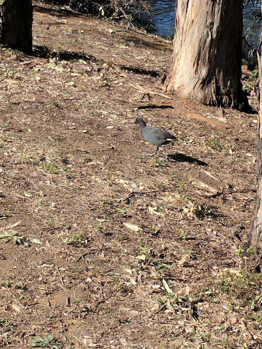 Dusky Moorhen - ML172579541