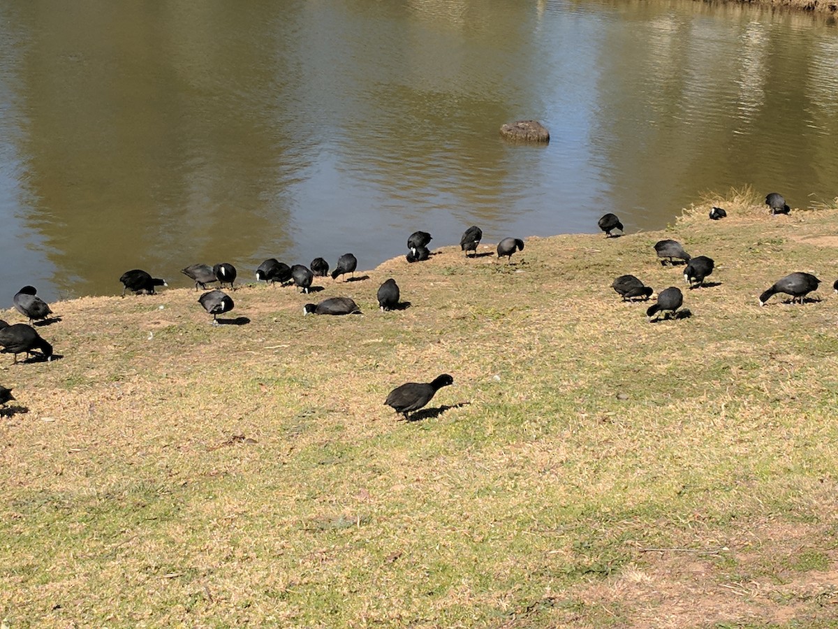 Eurasian Coot - ML172579571