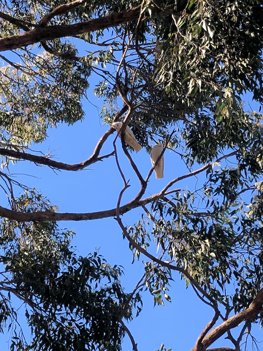 Little Corella - ML172579611