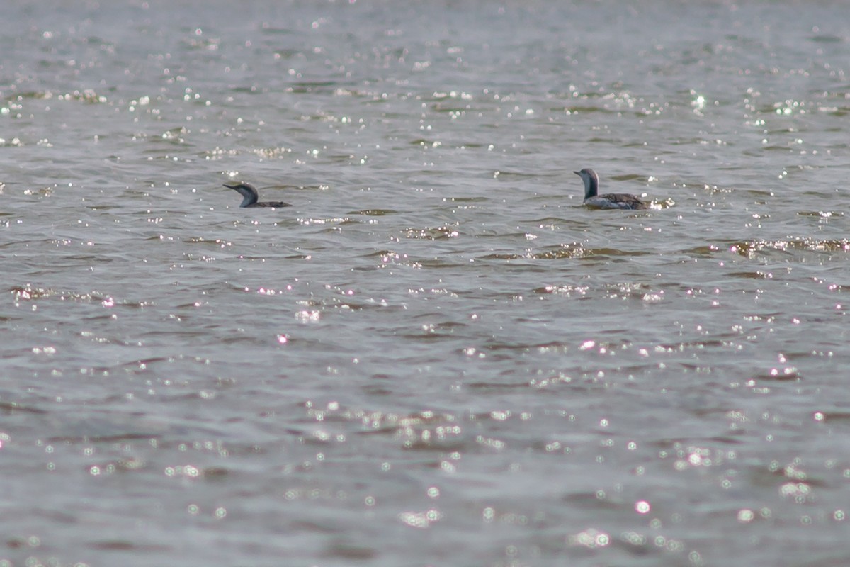 Red-throated Loon - ML172579901