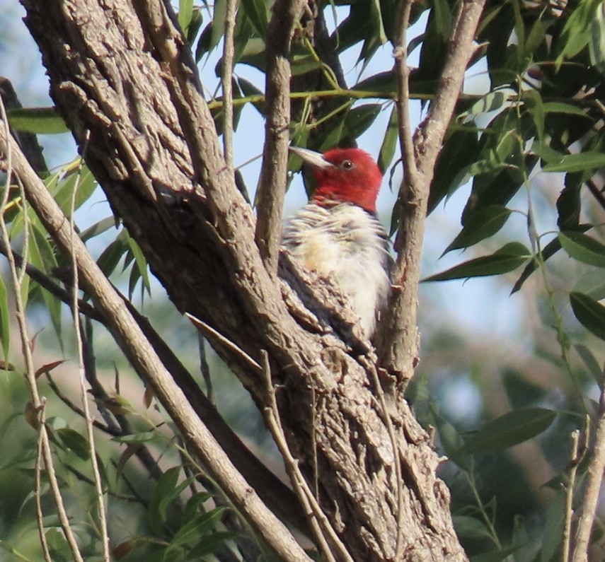 Red-headed Woodpecker - ML172580041