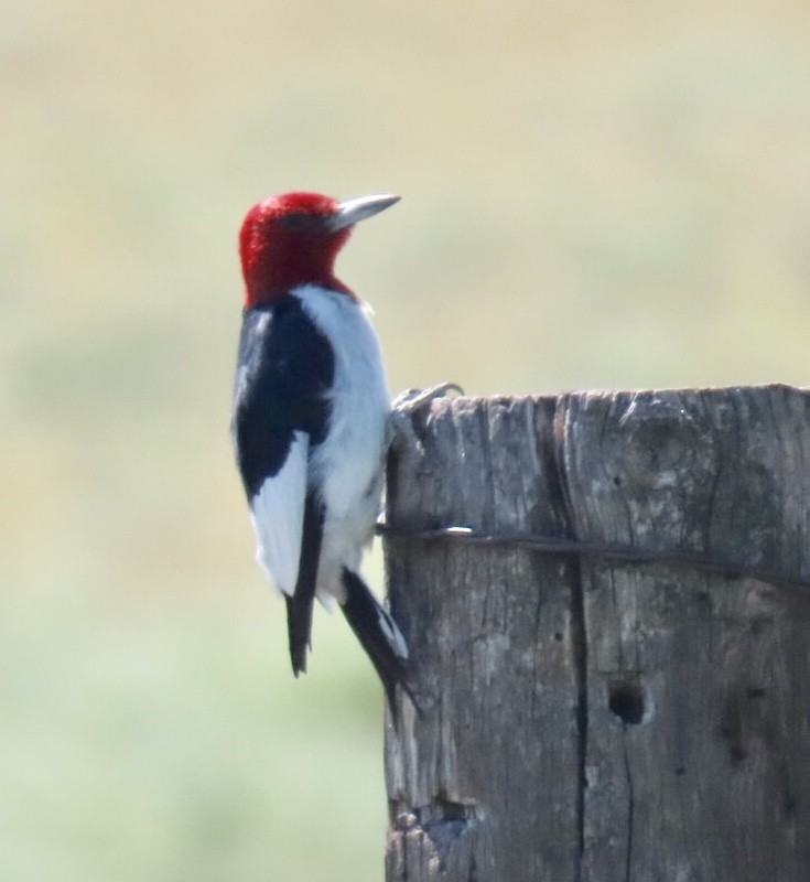 Red-headed Woodpecker - ML172580211