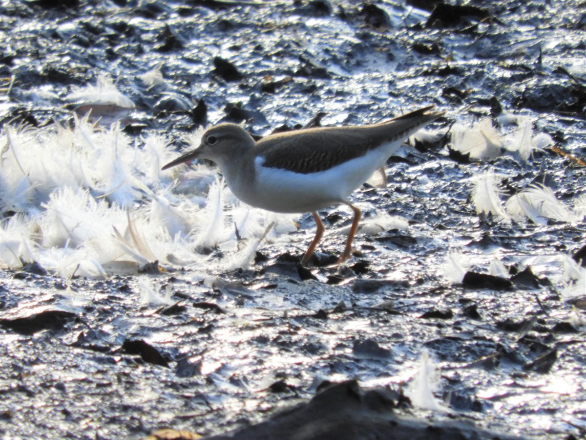 Spotted Sandpiper - Laura Markley