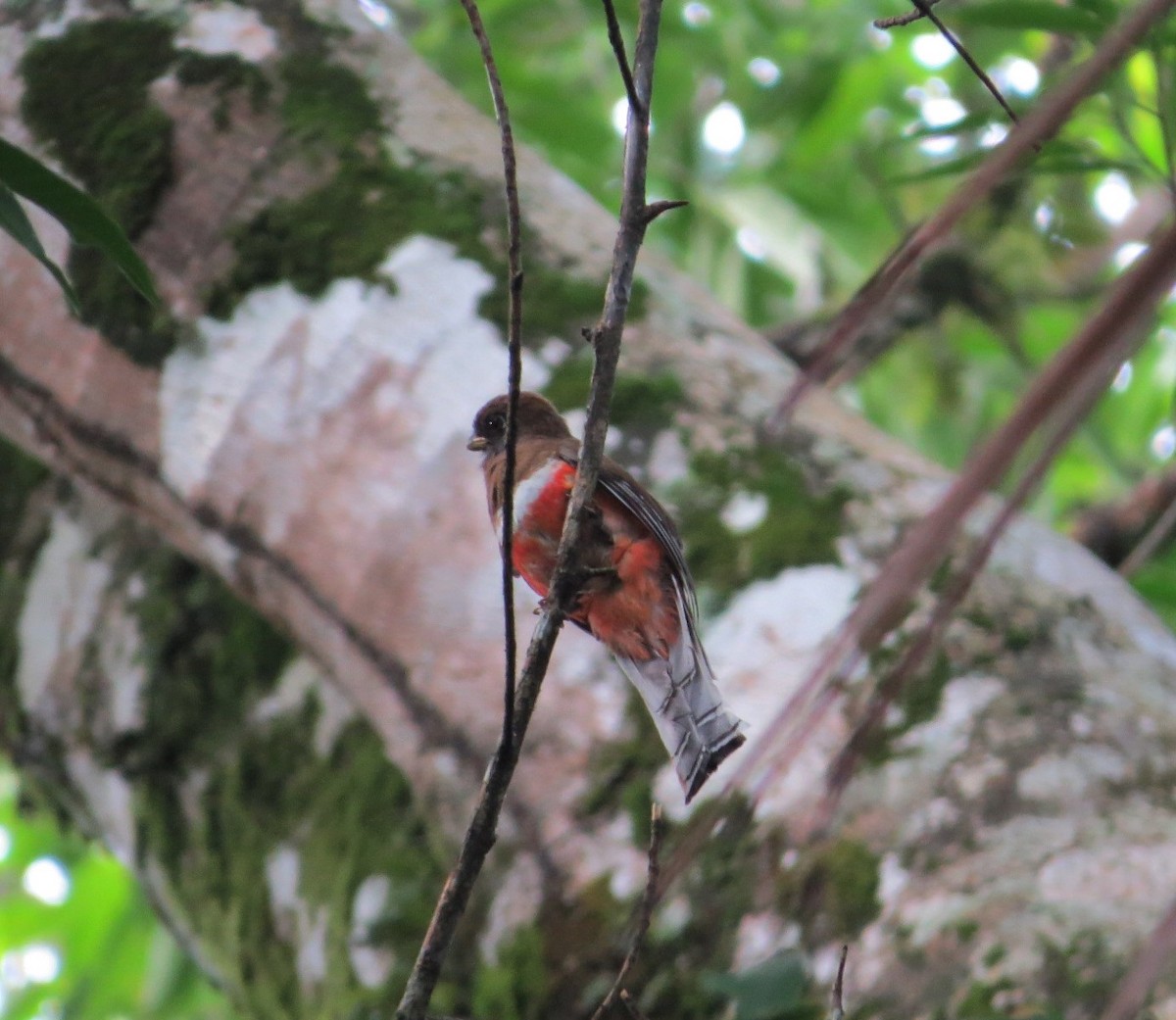 Collared Trogon (Xalapa) - ML172581651