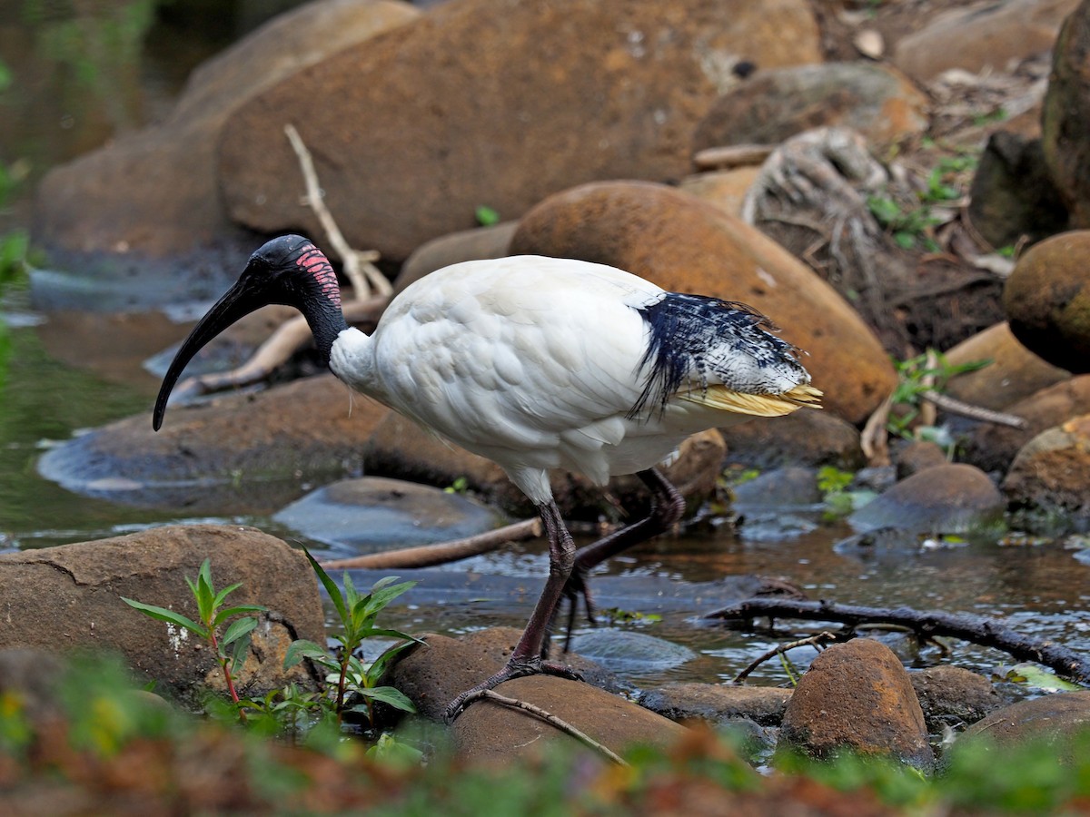 Ibis à cou noir - ML172583011