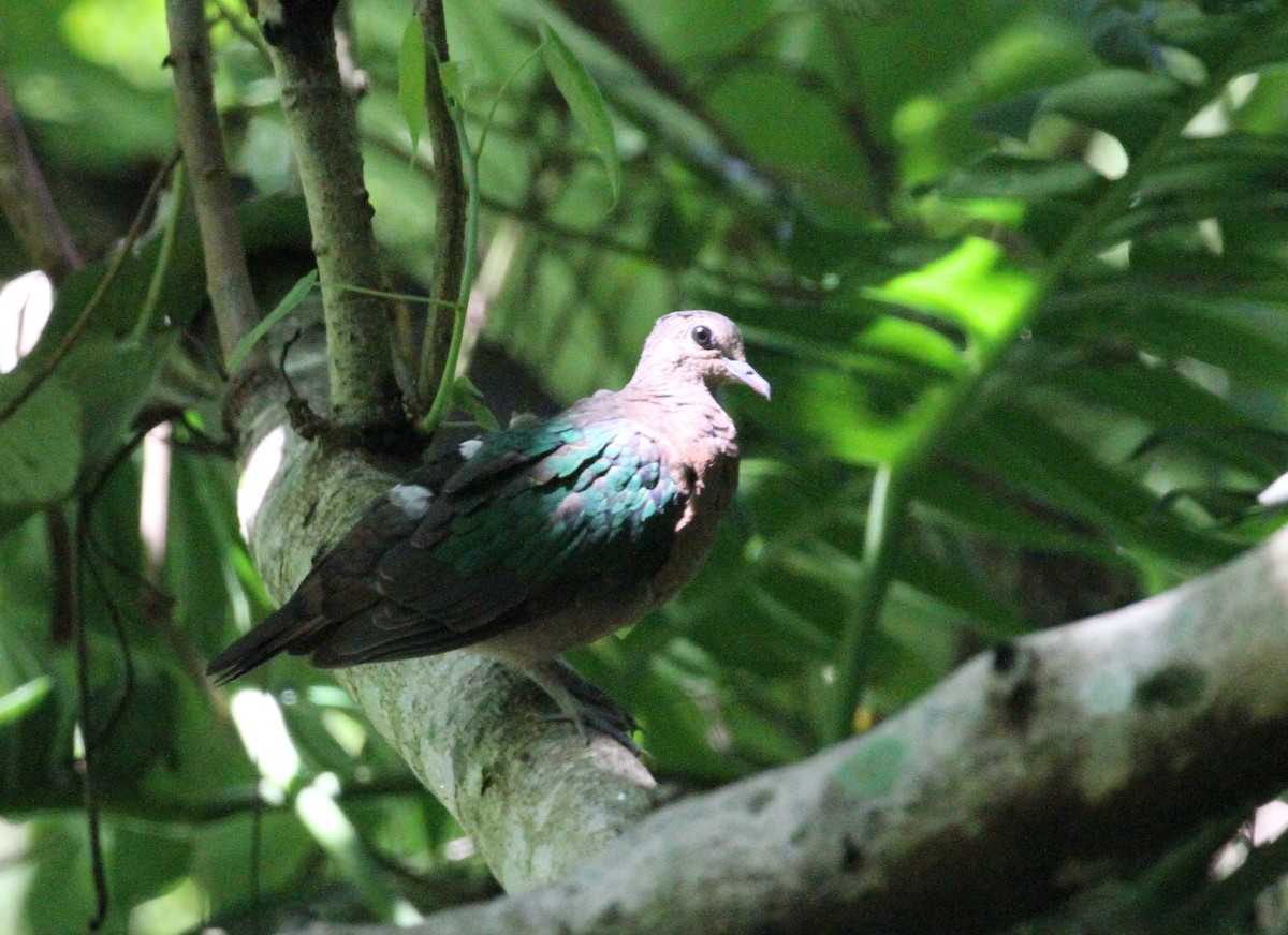 holub zelenokřídlý - ML172583521