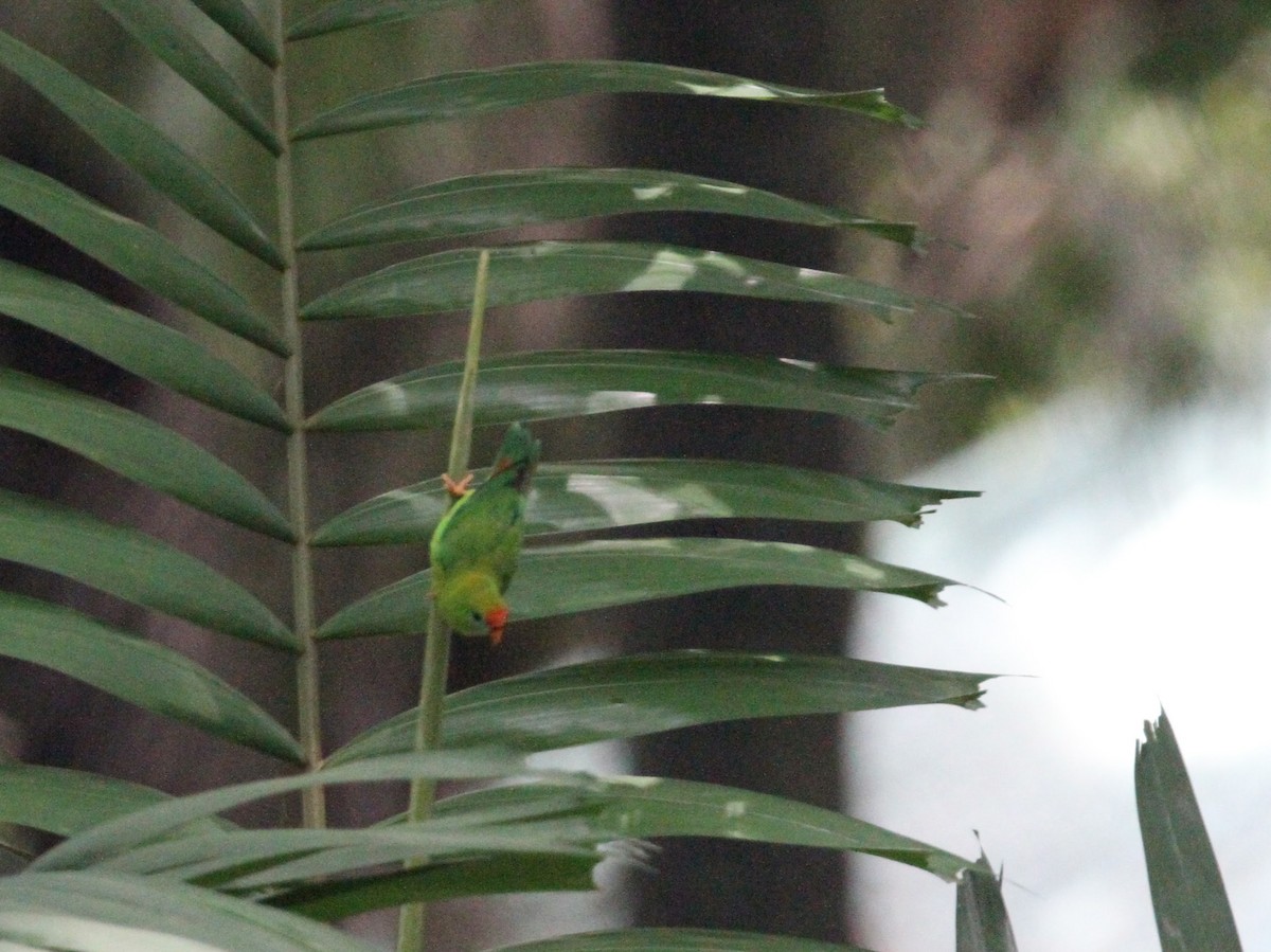 Philippine Hanging-Parrot - ML172583671