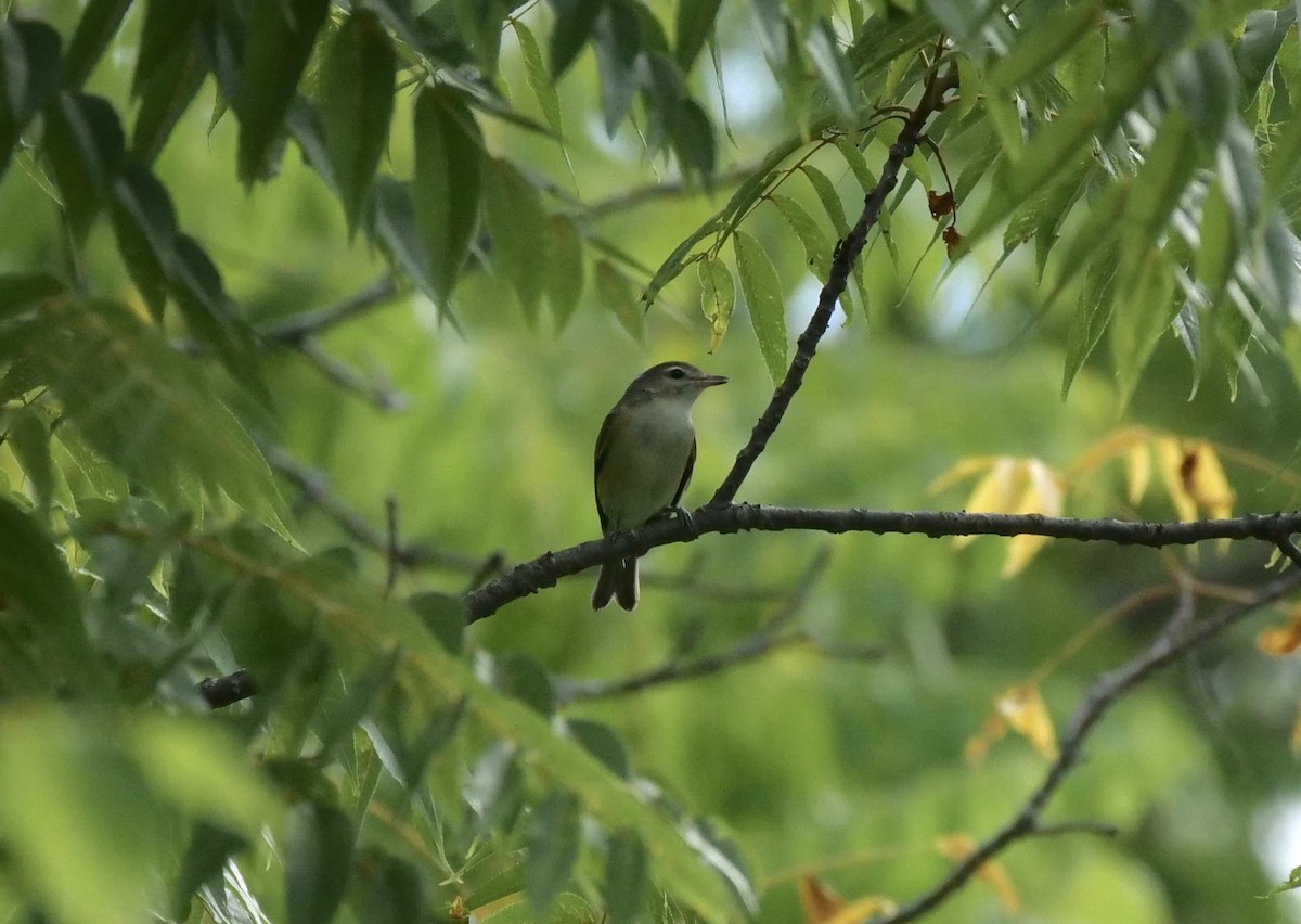 Warbling Vireo - ML172583721