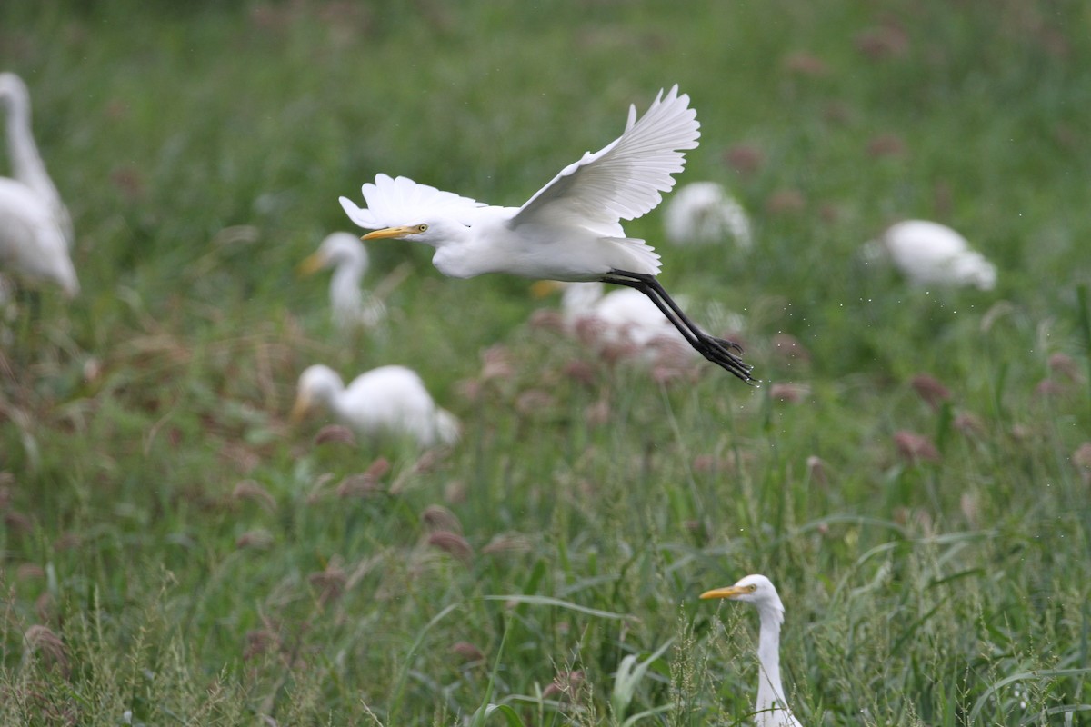 Eastern Cattle Egret - Simon Lloyd