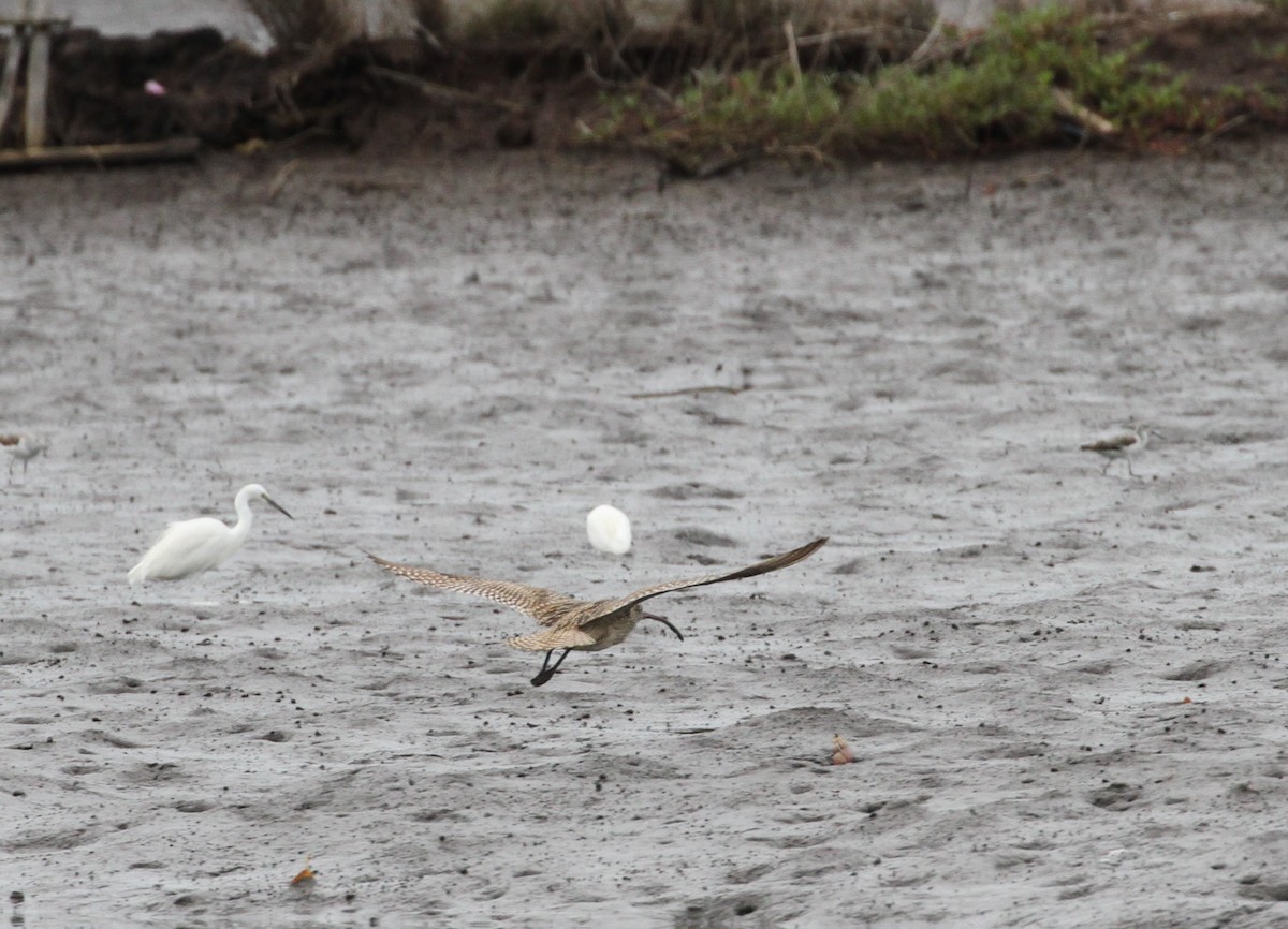 Far Eastern Curlew - ML172584251