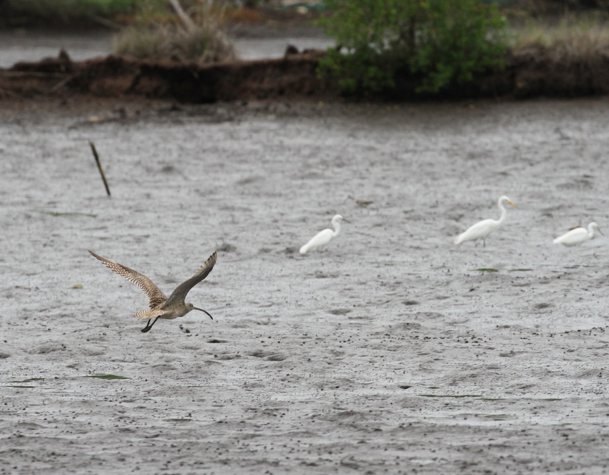 Far Eastern Curlew - Simon Lloyd