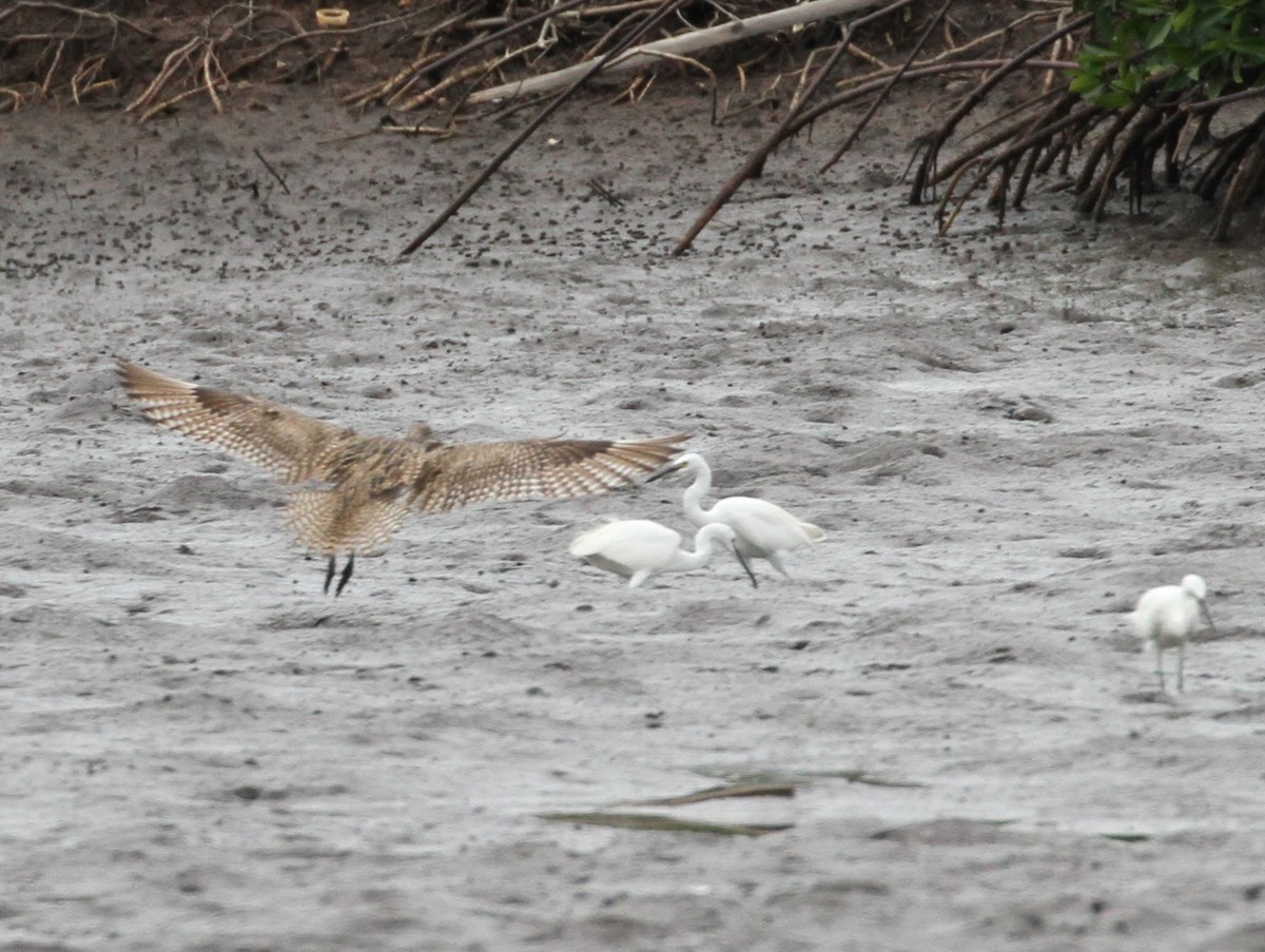 Far Eastern Curlew - ML172584301