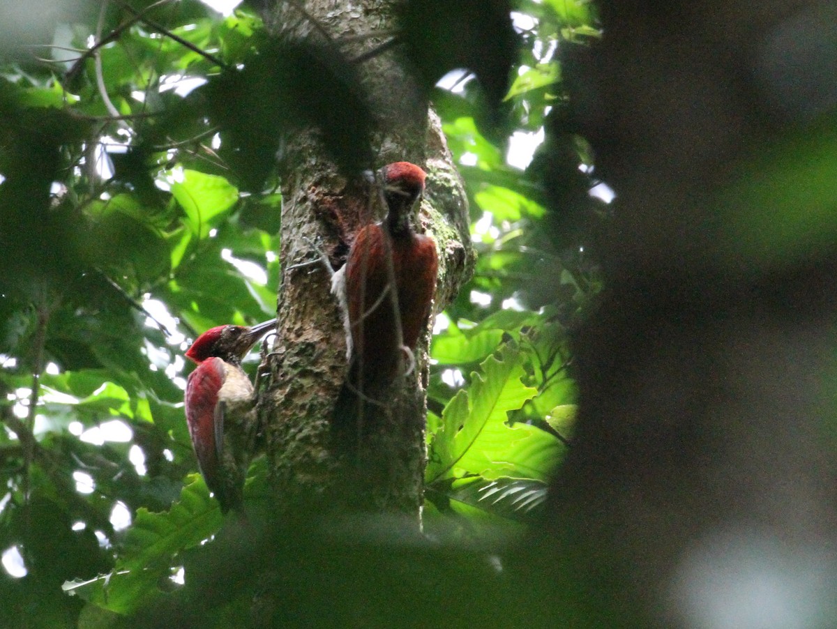 Luzon Flameback - ML172584531