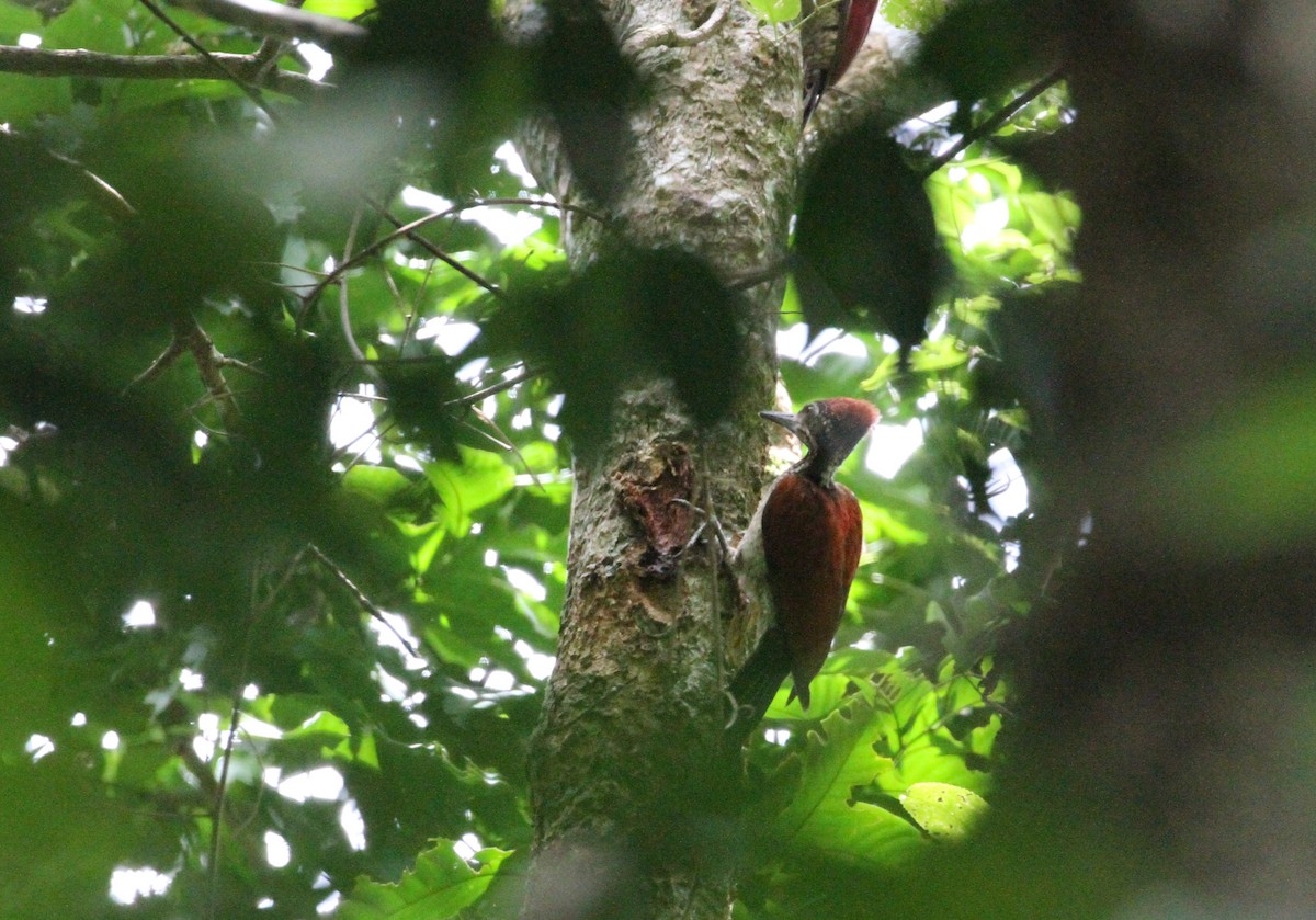 Luzon Flameback - Simon Lloyd