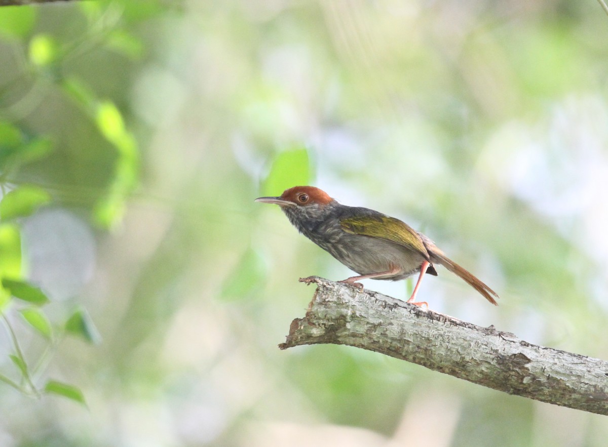 Gray-backed Tailorbird - ML172584971