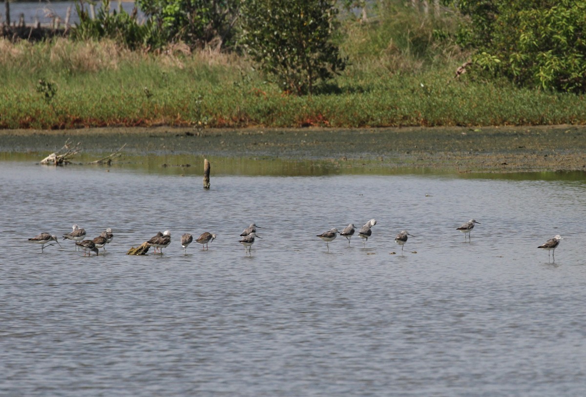 Common Greenshank - ML172585021