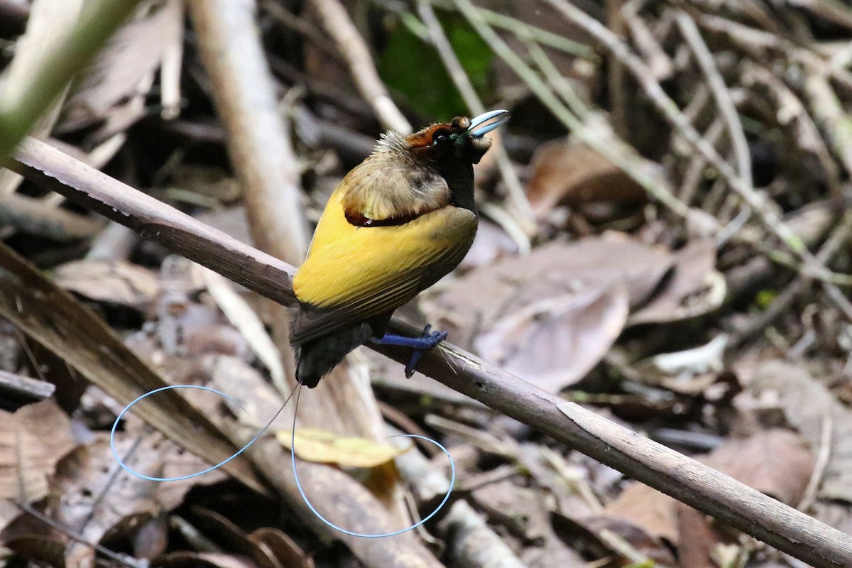 Magnificent Bird-of-Paradise - ML172585211