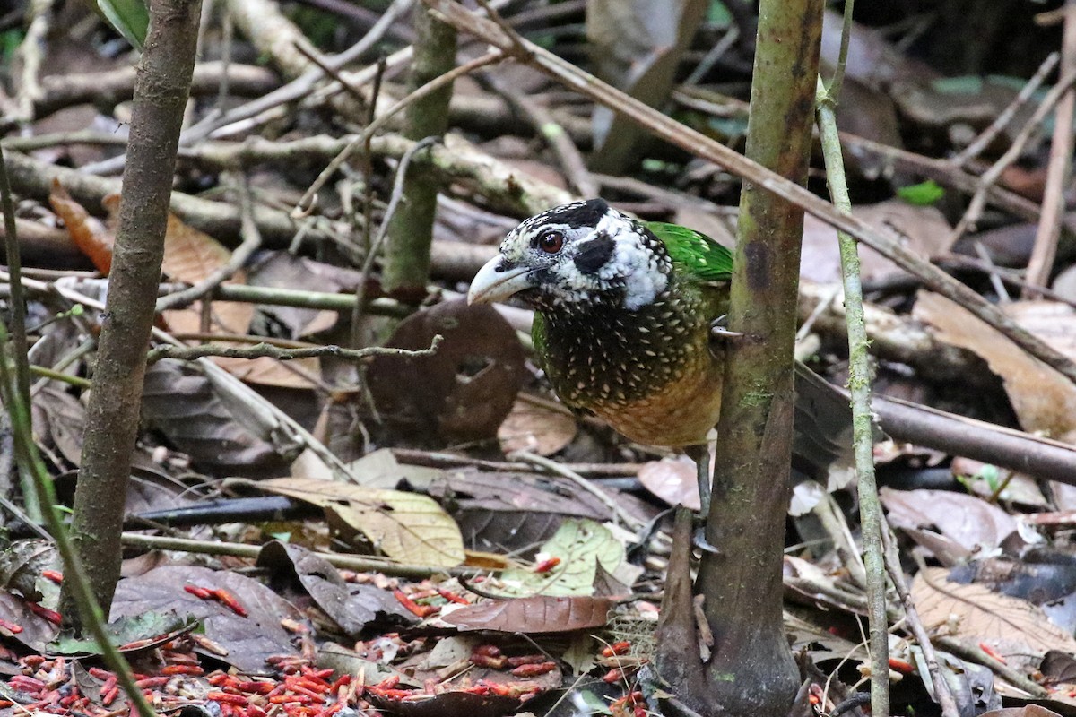 Arfak Catbird - Charley Hesse TROPICAL BIRDING