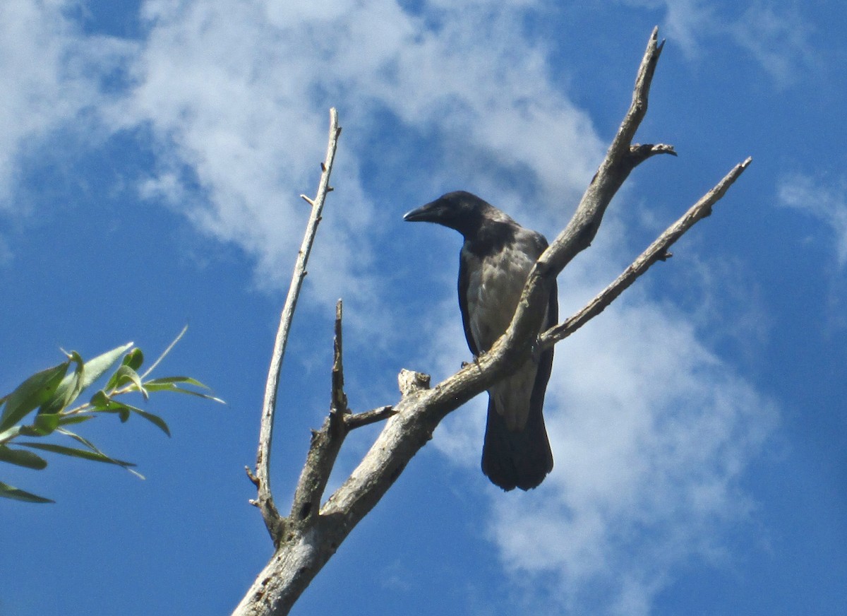Hooded Crow - ML172585871