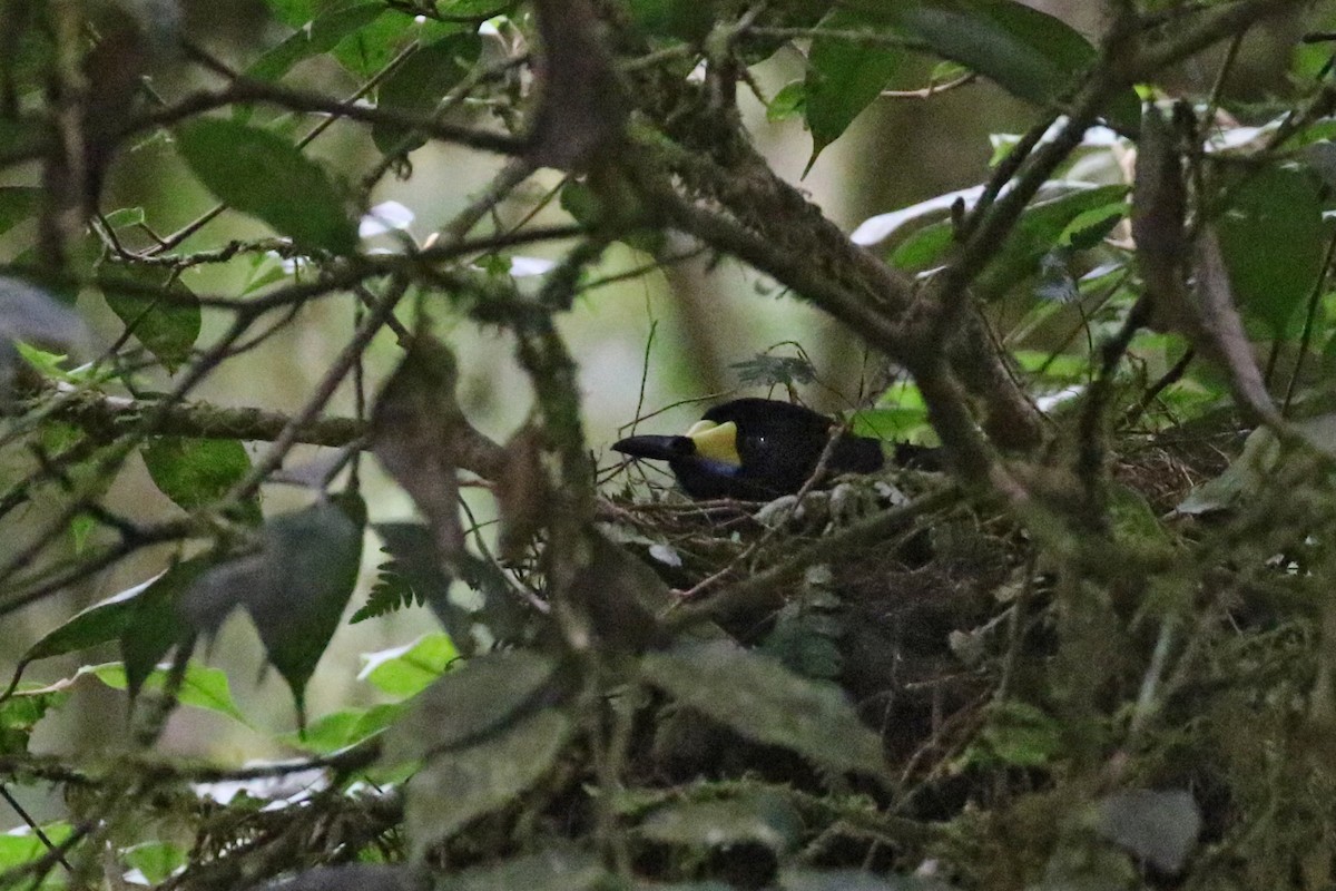 Long-tailed Paradigalla - Charley Hesse TROPICAL BIRDING