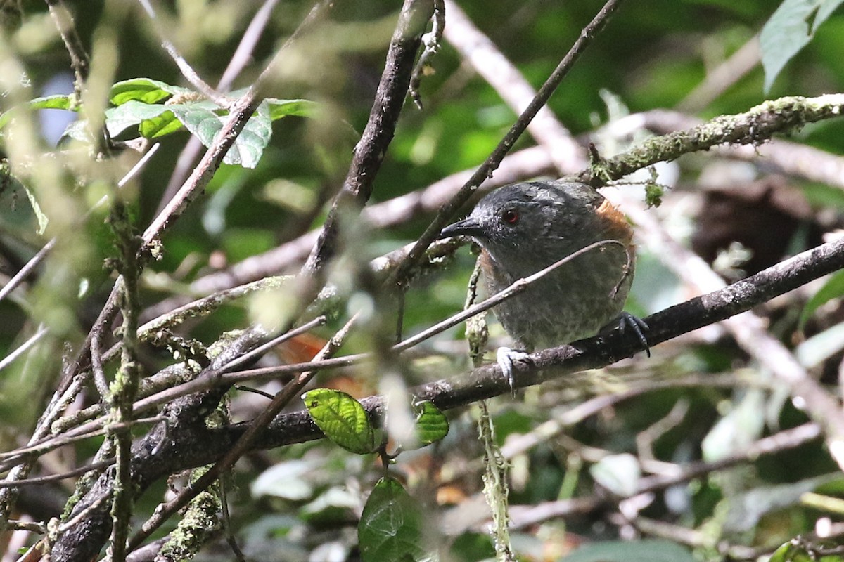 Rufous-sided Honeyeater - ML172585931