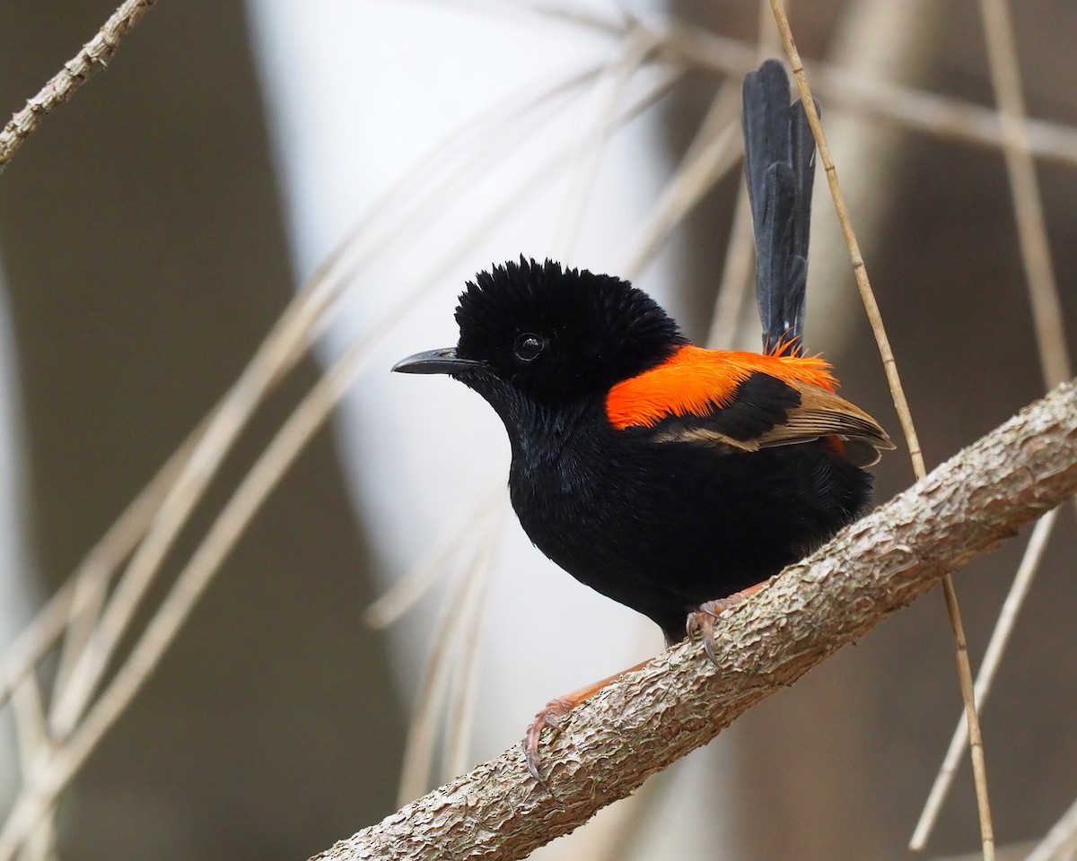 Red-backed Fairywren - ML172586171