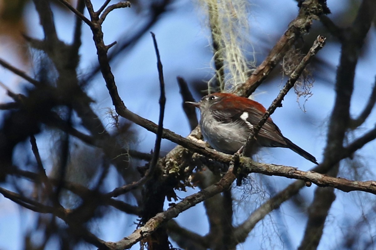 Garnet Robin - Charley Hesse | Tropical Birding Tours