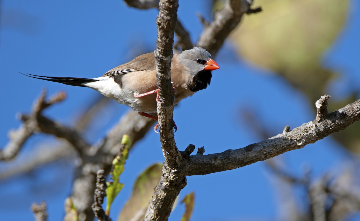 Long-tailed Finch - ML172587151