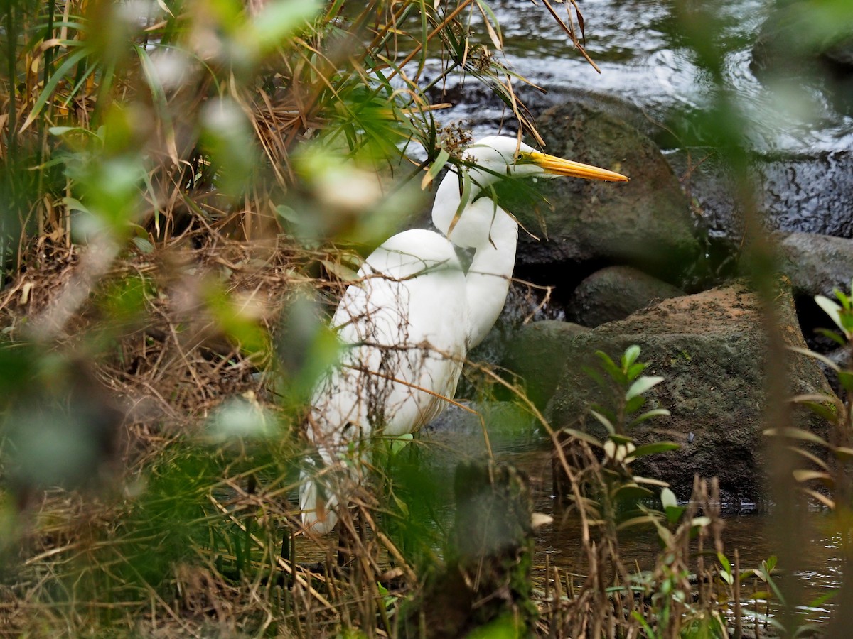 Great Egret - Len and Chris Ezzy