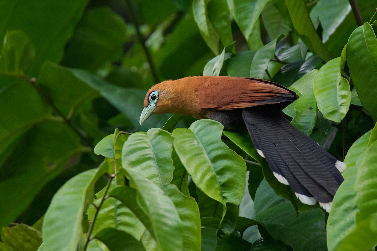 Raffles's Malkoha - Ayuwat Jearwattanakanok