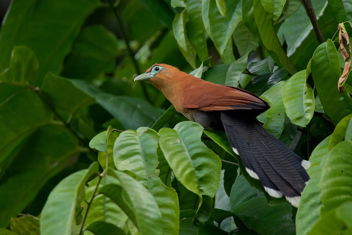 Raffles's Malkoha - ML172587821