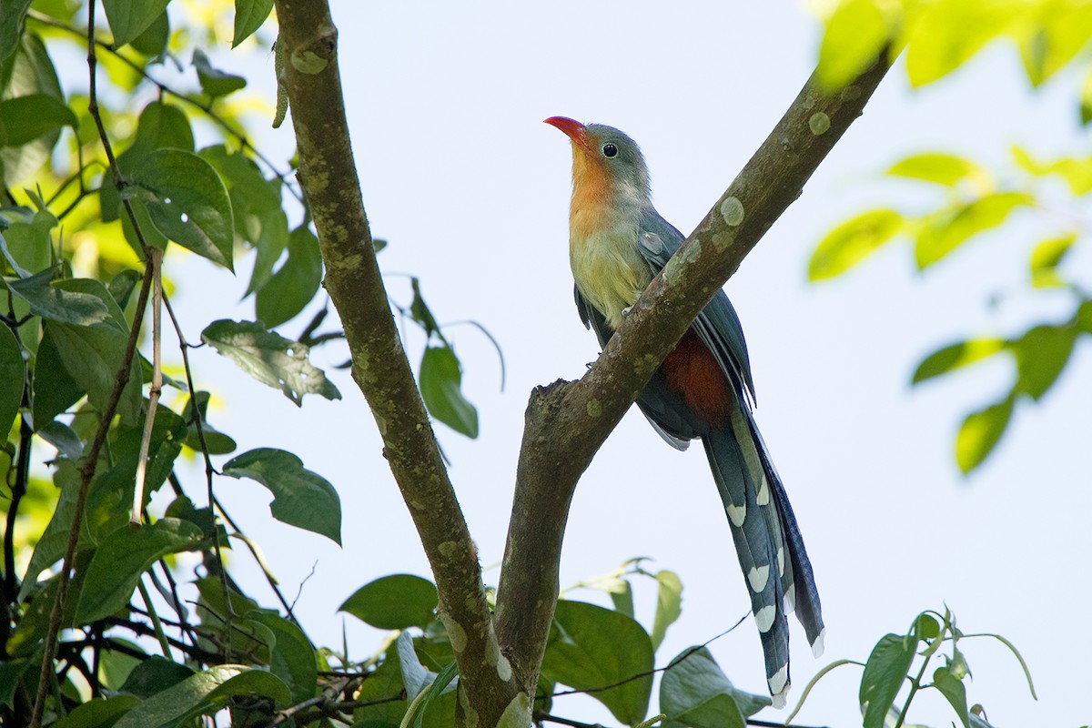 Red-billed Malkoha - ML172587841