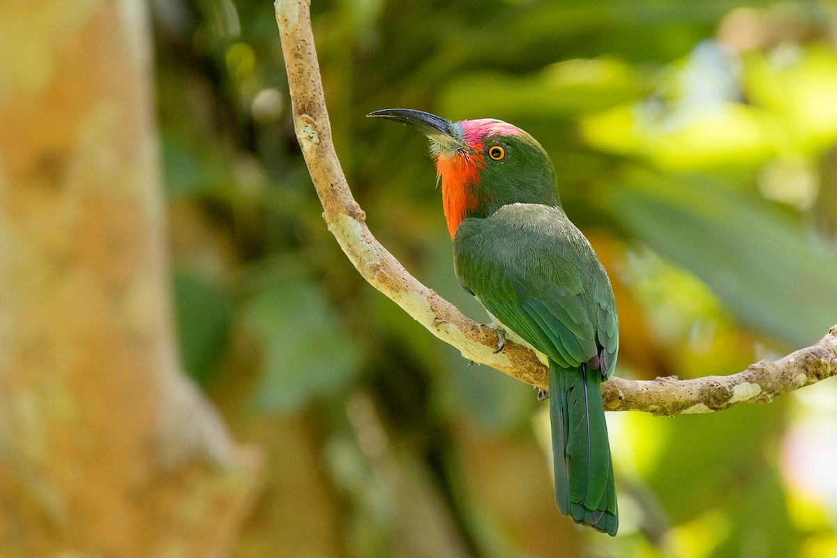 Red-bearded Bee-eater - ML172587921