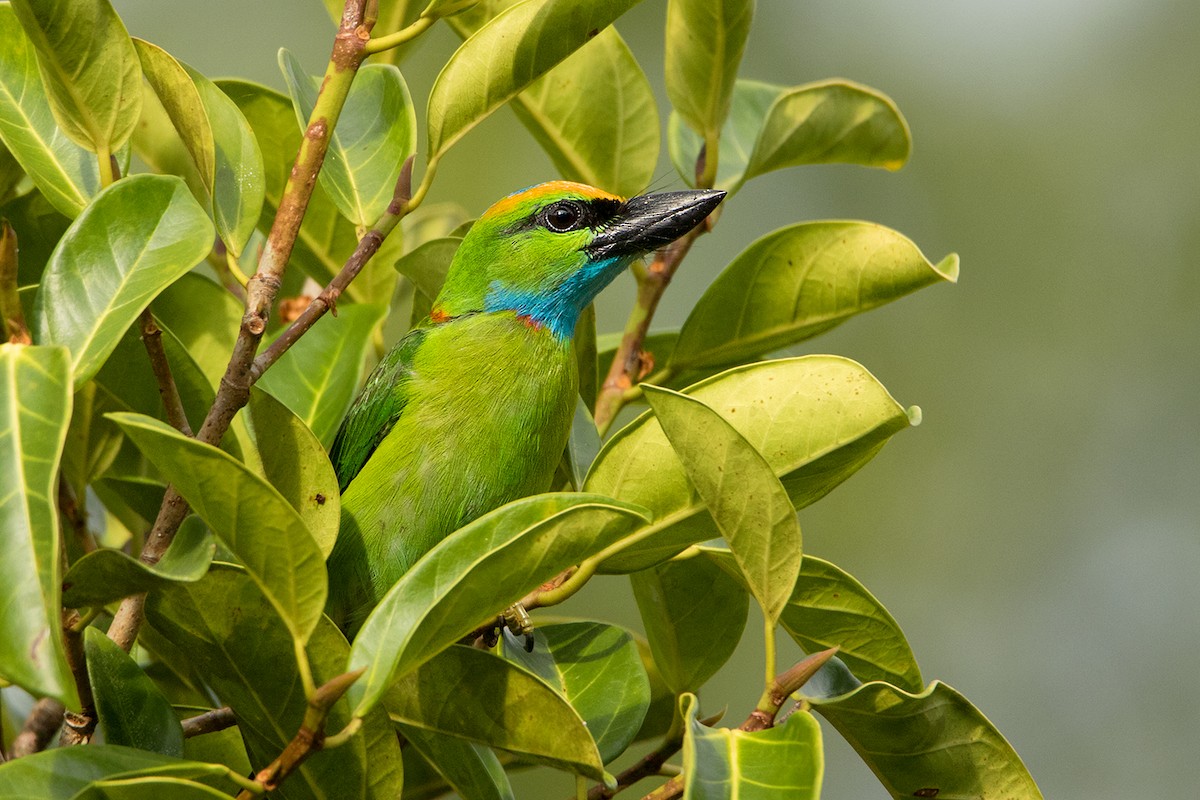 Yellow-crowned Barbet - ML172587941