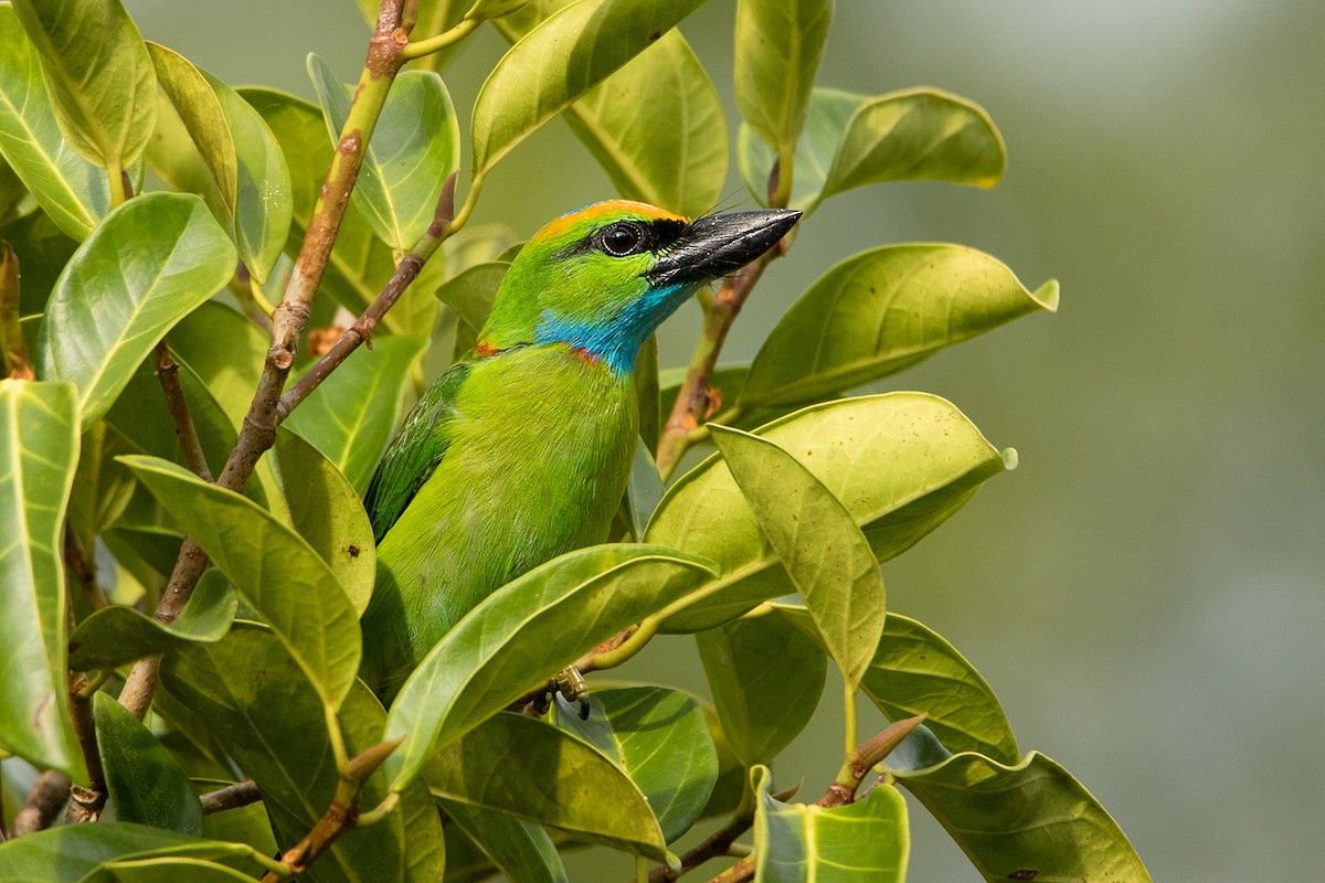 Yellow-crowned Barbet - ML172587941