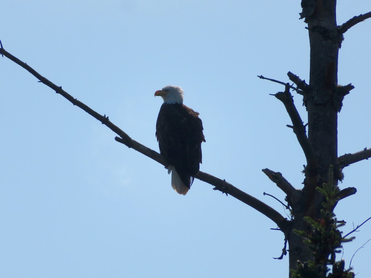 Bald Eagle - ML172588381