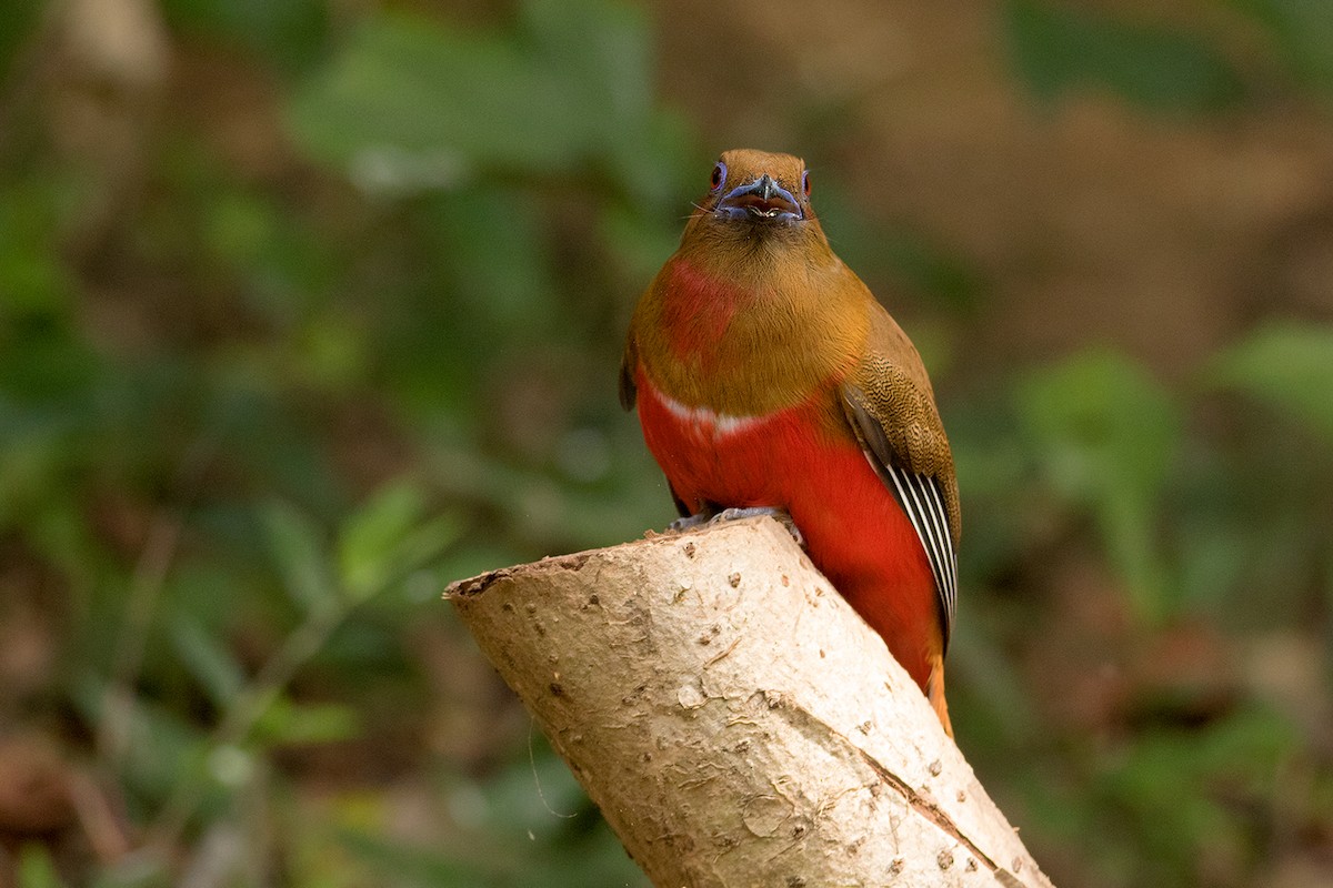 Red-headed Trogon - ML172588711