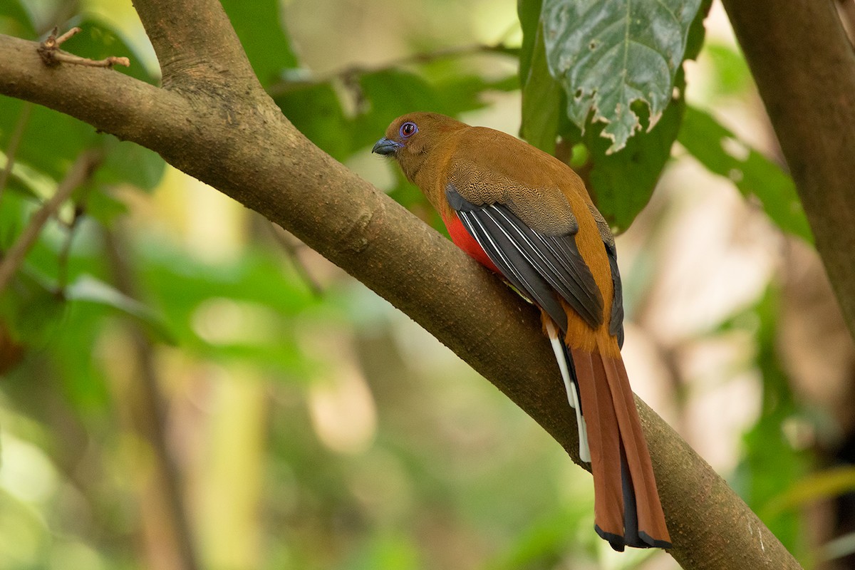 Red-headed Trogon - ML172588721