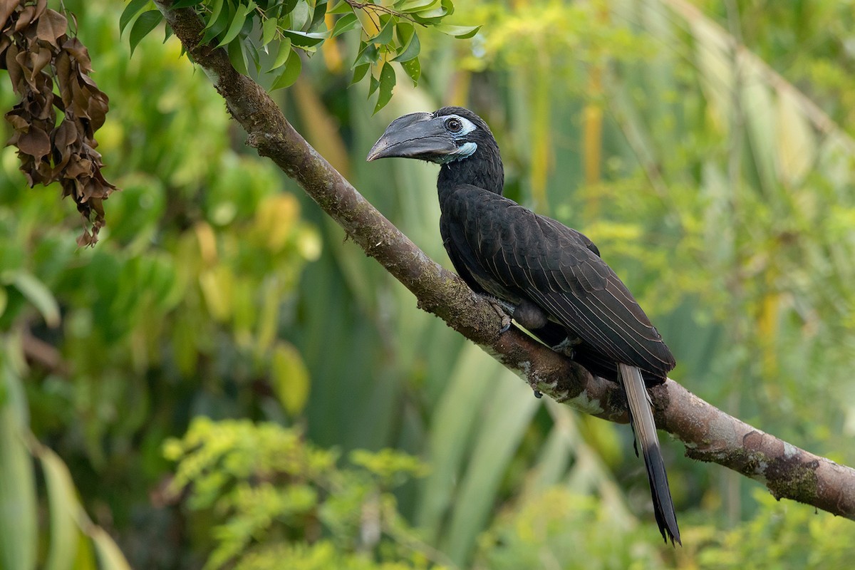Bushy-crested Hornbill - Ayuwat Jearwattanakanok