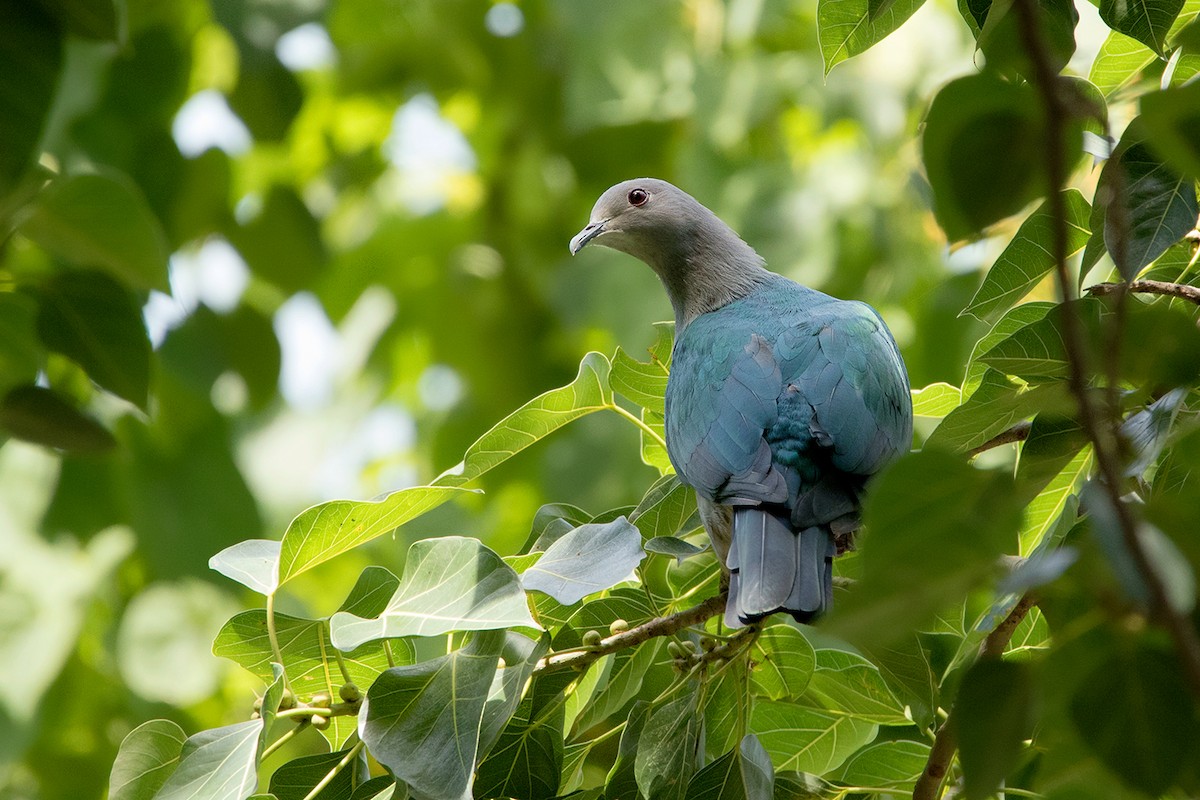 Green Imperial-Pigeon (Green) - Ayuwat Jearwattanakanok